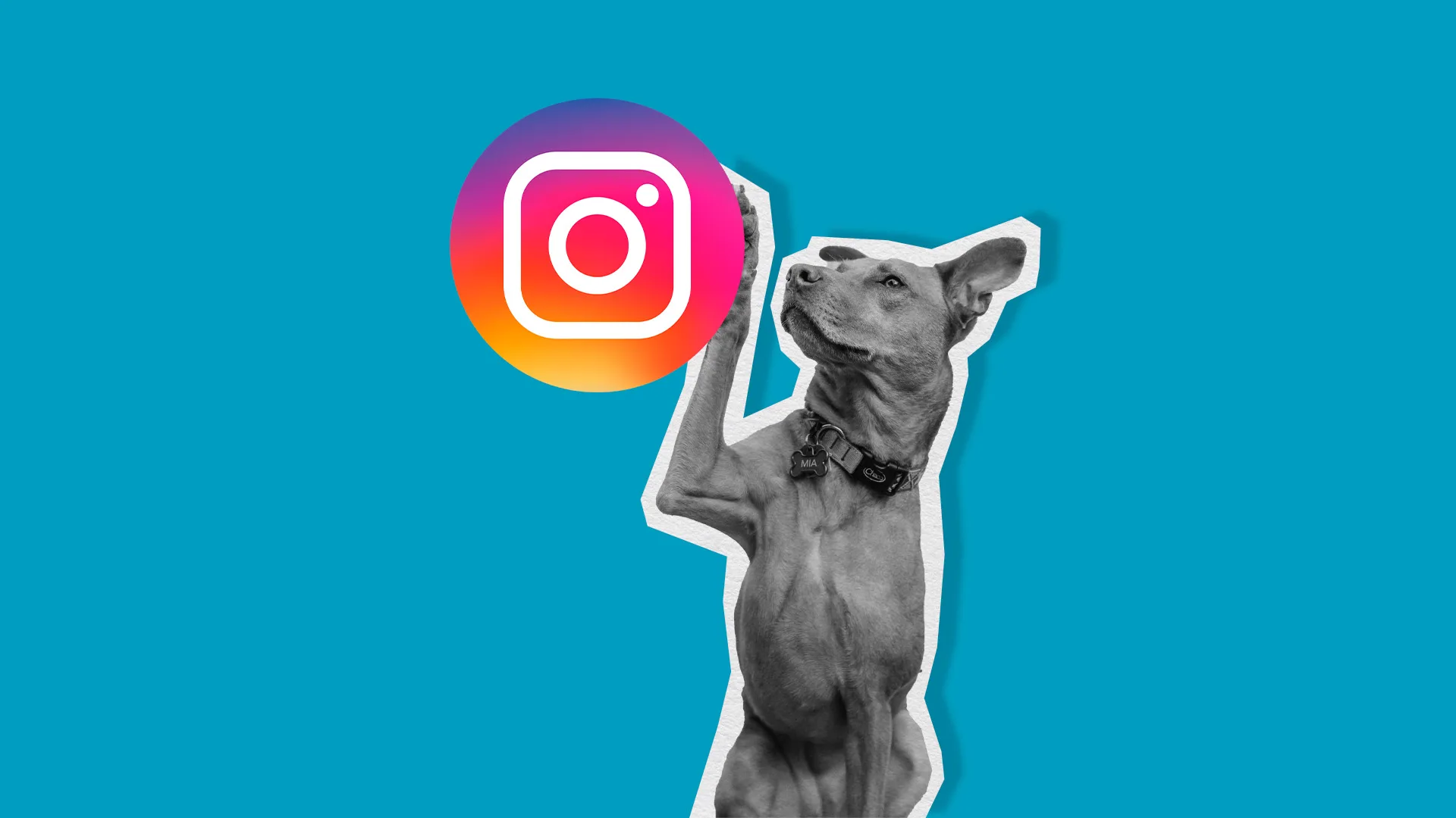 How to Reactivate your Instagram Account