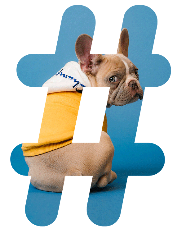 mascotas-2 hashtags de mascotas