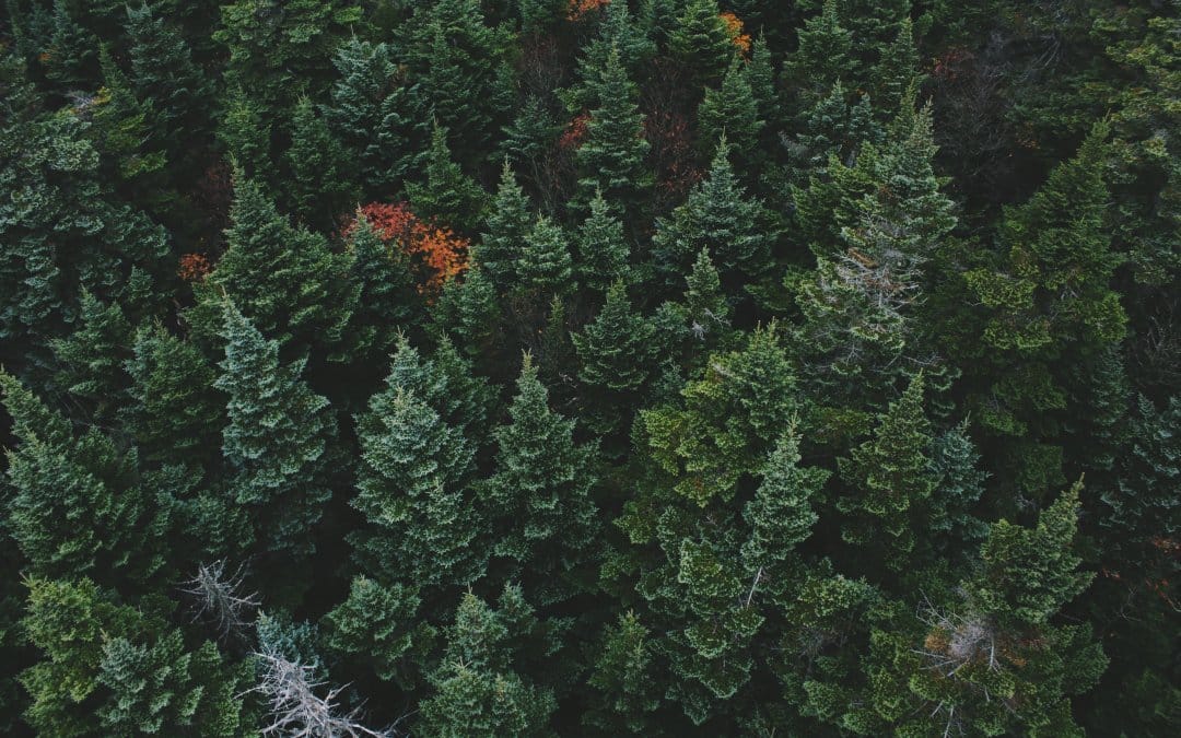 Evergreen content and how it can help you to plan your content