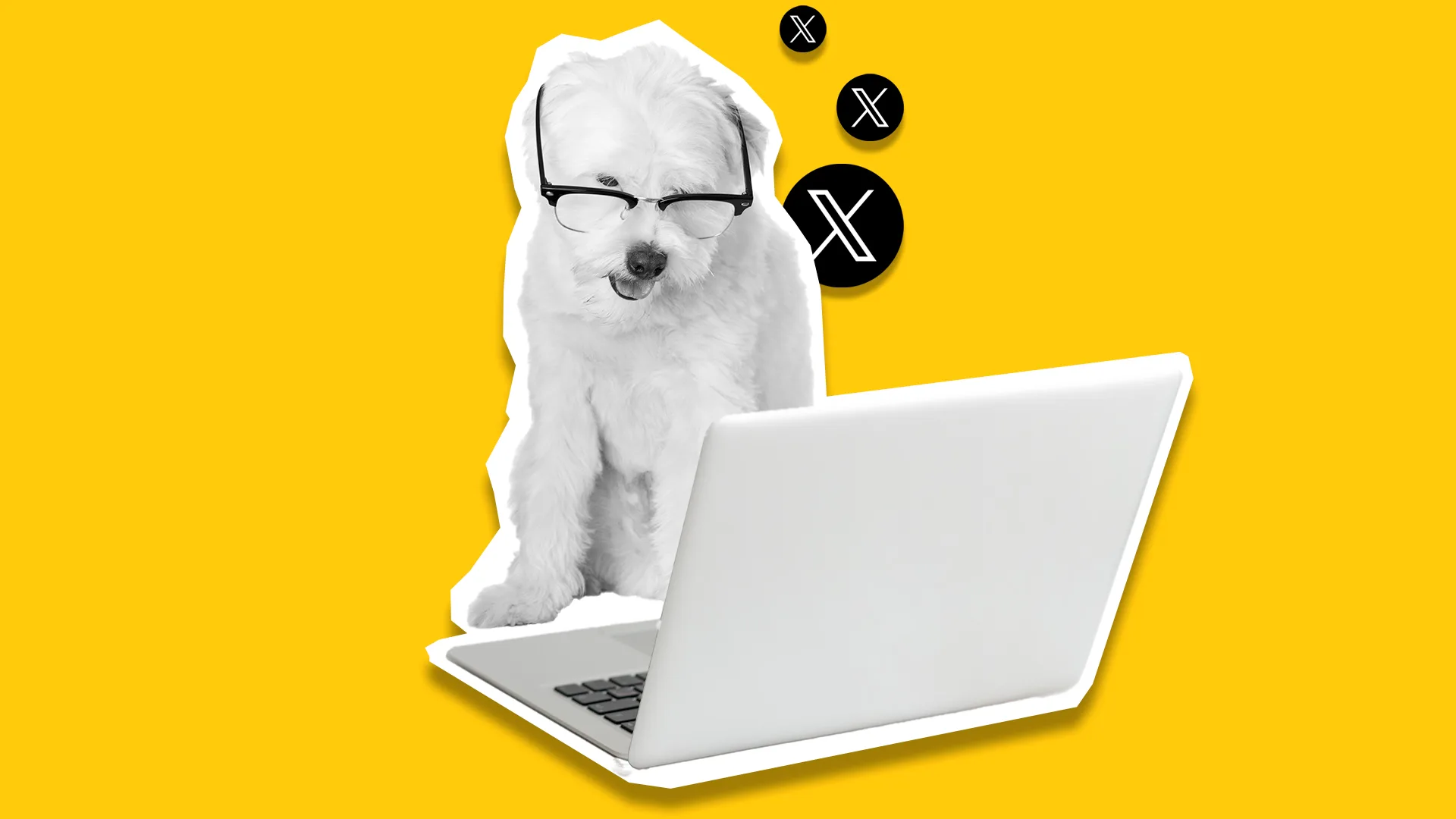 programar en twitter con Metricool